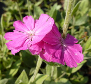 Kohoutek 'Retezat-R' - Lychnis 'Retezat'