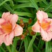 Denivka 'Strawberry Candy' - Hemerocallis 'Strawberry Candy'