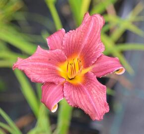 Denivka 'Jana' - Hemerocallis 'Jana'