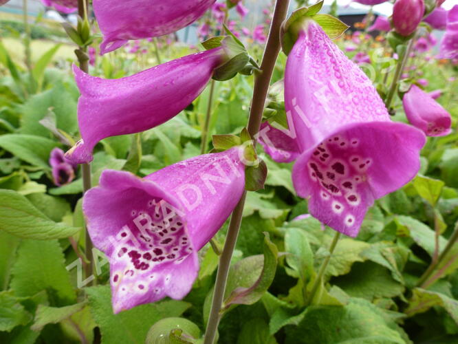 Náprstník červený 'Camelot Rosa' - Digitalis purpurea 'Camelot Rosa'