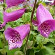 Náprstník červený 'Camelot Rosa' - Digitalis purpurea 'Camelot Rosa'