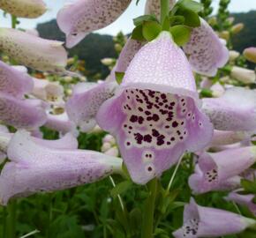 Náprstník červený 'Camelot Lavender' - Digitalis purpurea 'Camelot Lavender'