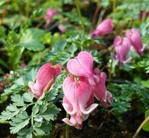 Srdcovka nízká 'King of Hearts' - Dicentra formosa 'King of Hearts'