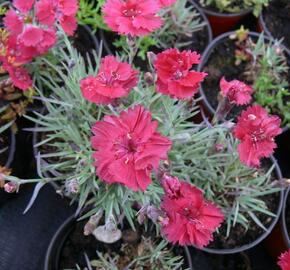 Hvozdík sivý 'Dobbelt Karmin' - Dianthus gratianopolitanus 'Dobbelt Karmin'