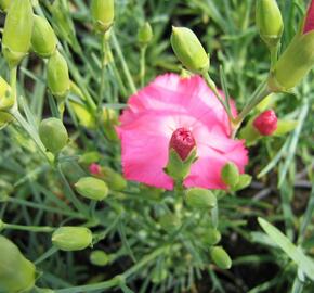 Hvozdík karafiát 'Vienna Mix' - Dianthus caryophyllus 'Vienna Mix'