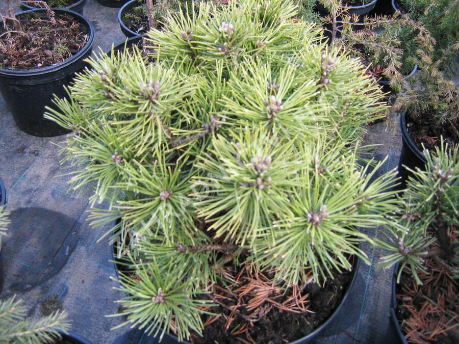 Borovice kleč 'Sonnenberg' - Pinus mugo 'Sonnenberg'