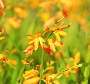 Křešina, montbrécie 'Buttercup' - Crocosmia 'Buttercup'