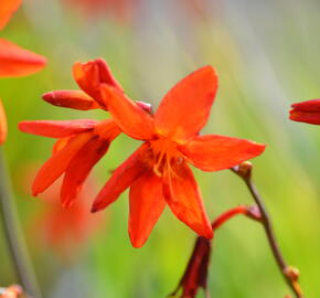 Křešina, montbrécie 'Babylon' - Crocosmia 'Babylon'