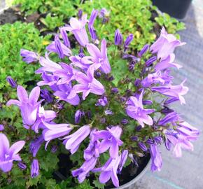 Zvonek dalmatský 'Get Mee' - Campanula portenschlagiana 'Get Mee'