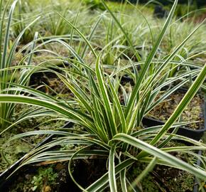 Ostřice - Carex conica