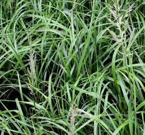 Třtina chloupkatá 'Summer Fountain' - Calamagrostis brachytricha 'Summer Fountain'