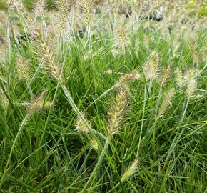 Dochan psárkovitý 'Weserbergland' - Pennisetum alopecuroides 'Weserbergland'