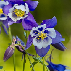 Orlíček 'Himmelblau' - Aquilegia caerulea 'Himmelblau'