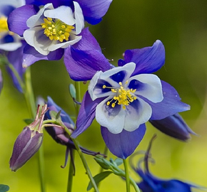 Orlíček 'Himmelblau' - Aquilegia caerulea 'Himmelblau'