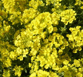 Tařice horská 'Tekara' - Alyssum montanum 'Tekara'