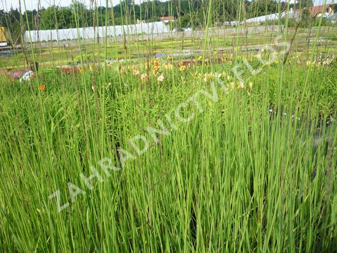 Bezkolenec rákosovitý 'Karl Foerster' - Molinia arundinacea 'Karl Foerster'