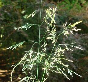 Metlice trsnatá 'Goldgehange' - Deschampsia caespitosa 'Goldgehange'