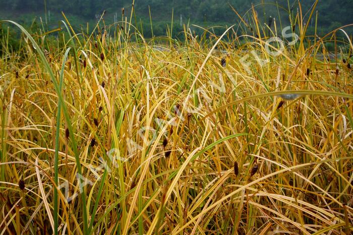 Ostřice - Carex calotides