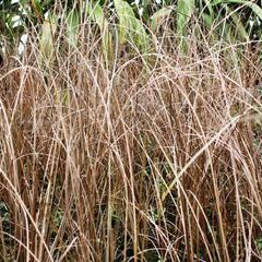 Ostřice Buchananova 'Franks Hair' - Carex buchananii 'Franks Hair'