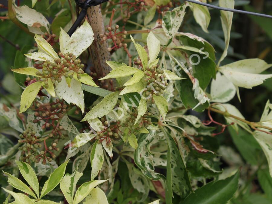 Přísavník pětilistý, loubinec 'Silver Shower' - Parthenocissus quinquefolia 'Silver Shower'