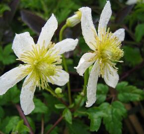 Plamének tangutský 'Anita' - Clematis tangutica 'Anita'