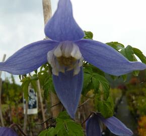 Plamének 'Frances Rivis' - Clematis 'Frances Rivis'