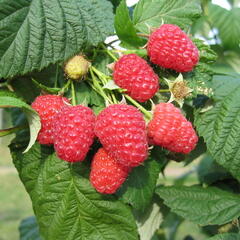 Maliník remontantní 'Medea' - Rubus idaeus 'Medea'