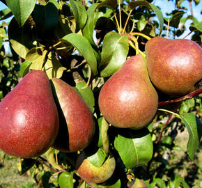 Hrušeň zimní 'Astra' - Pyrus communis 'Astra'