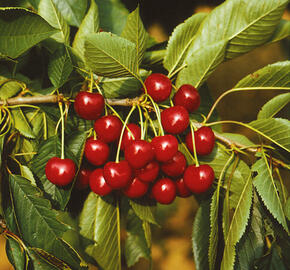 Třešeň pozdní - chrupka 'Sam' - Prunus avium 'Sam'