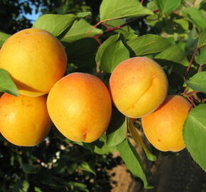 Meruňka raná 'Legolda' - Prunus armeniaca 'Legolda'