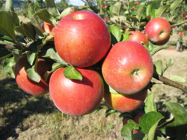 Jabloň zimní 'Rosana' - Malus domestica 'Rosana'