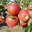 Jabloň zimní 'Rosana' - Malus domestica 'Rosana'