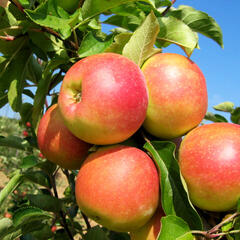 Jabloň zimní 'Otava' - Malus domestica 'Otava'