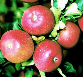 Jabloň zimní 'Lord Lambourne Red' - Malus domestica 'Lord Lambourne Red'