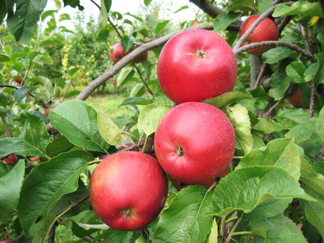 Jabloň zimní 'Aneta' - Malus domestica 'Aneta'