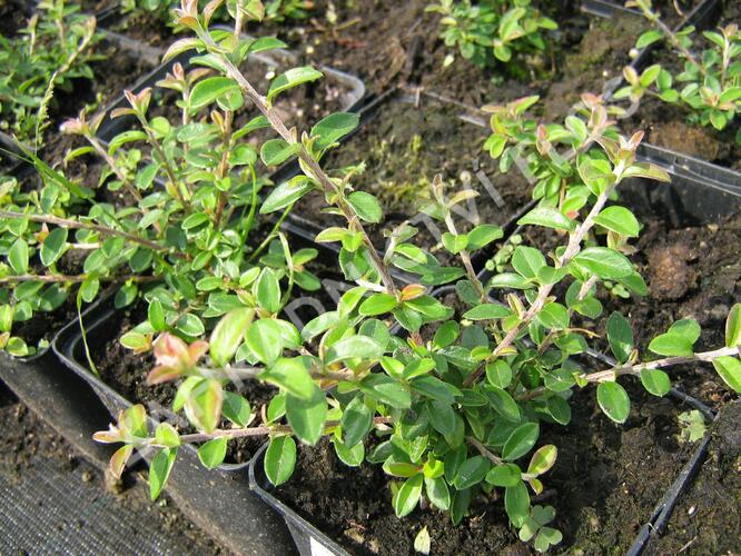 Skalník směstnaný - Cotoneaster congestus