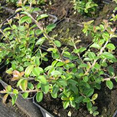 Skalník směstnaný - Cotoneaster congestus