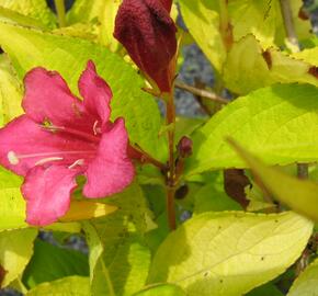 Vajgélie 'Jeans Gold' - Weigela 'Jeans Gold'