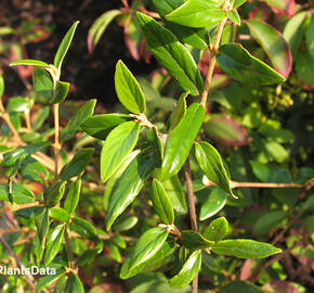 Kalina užitečná - Viburnum utile