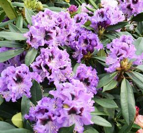 Pěnišník 'Blue Jungs' - Rhododendron 'Blue Jungs'