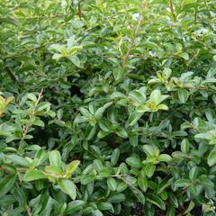 Hlohyně šarlatová 'Teton' - Pyracantha coccinea 'Teton'