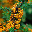 Hlohyně šarlatová 'Teton' - Pyracantha coccinea 'Teton'