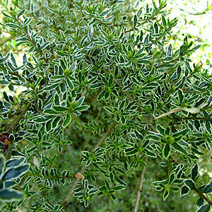 Zimolez lesklý 'Silver Beauty' - Lonicera nitida 'Silver Beauty'