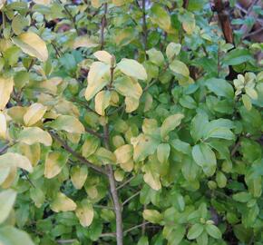 Ptačí zob japonský 'Lemon and Lime' - Ligustrum japonicum 'Lemon and Lime'