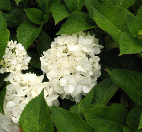 Hortenzie velkolistá 'Weisse' - Hydrangea macrophylla 'Weisse'