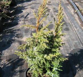 Jalovec stěsnaný 'Loderi' - Juniperus pingii 'Loderi'