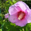 Ibišek syrský 'Resi' - Hibiscus syriacus 'Resi'