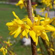 Zlatice prostřední 'Golden Bells' - Forsythia intermedia 'Golden Bells'