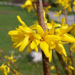 Zlatice prostřední 'Golden Bells' - Forsythia intermedia 'Golden Bells'