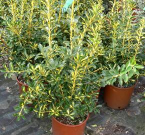 Brslen japonský 'Livornese' - Euonymus japonicus 'Livornese'